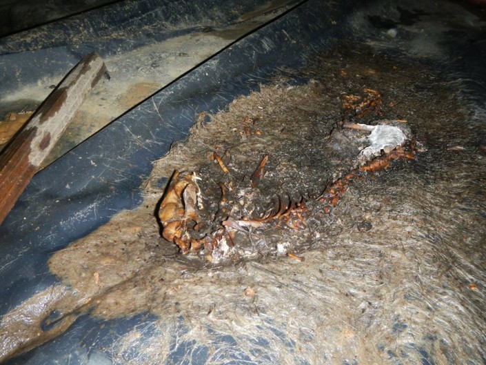 Crawlspace Animal Crawlspace Animal