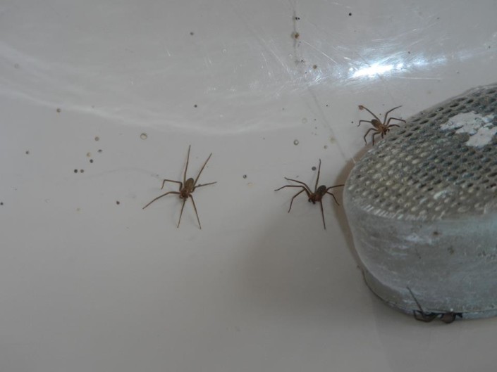 Brown Recluse Infestation Brown Recluse Spiders hiding in the bathtub