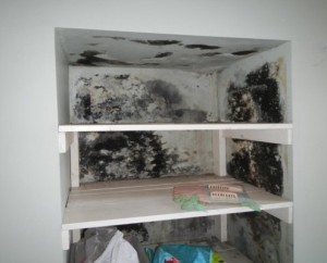Mold in the house