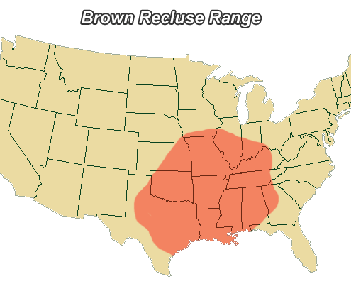 Brown Recluse Spiders and Your - Spiderbrownrecluserange 495x400
