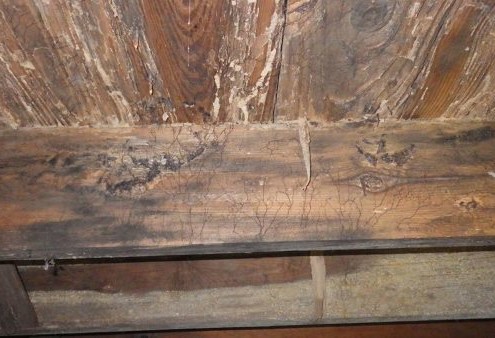 Mold under house