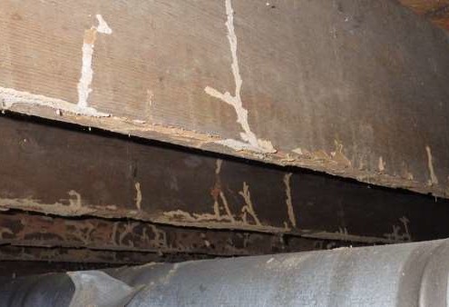 Termite Damaged Floor