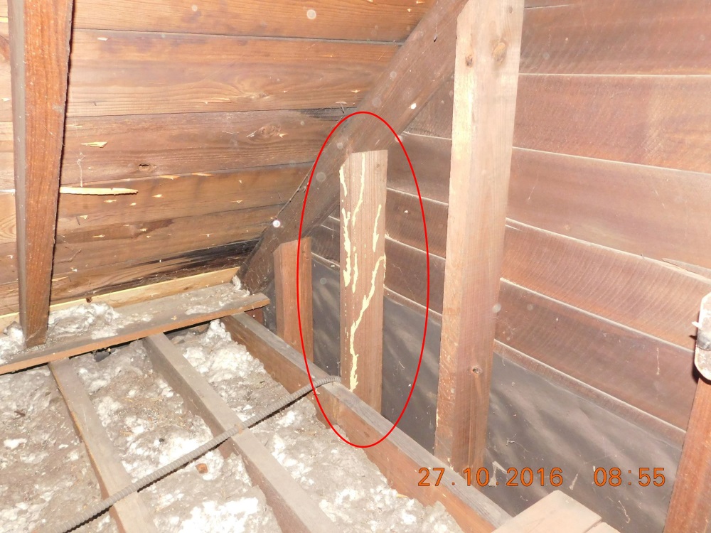 Termite Damage in Attic Framing