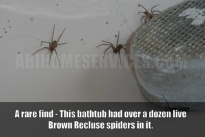 Brown Recluse Spider Infestation