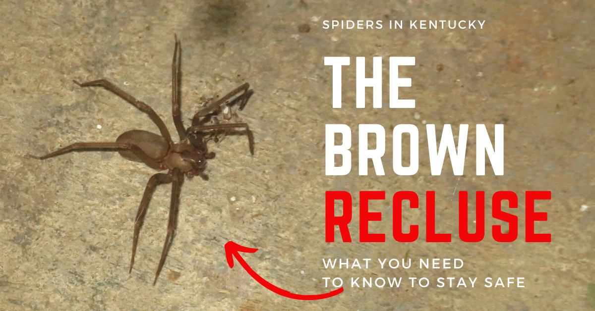 Spiders In Kentucky The Brown Recluse
