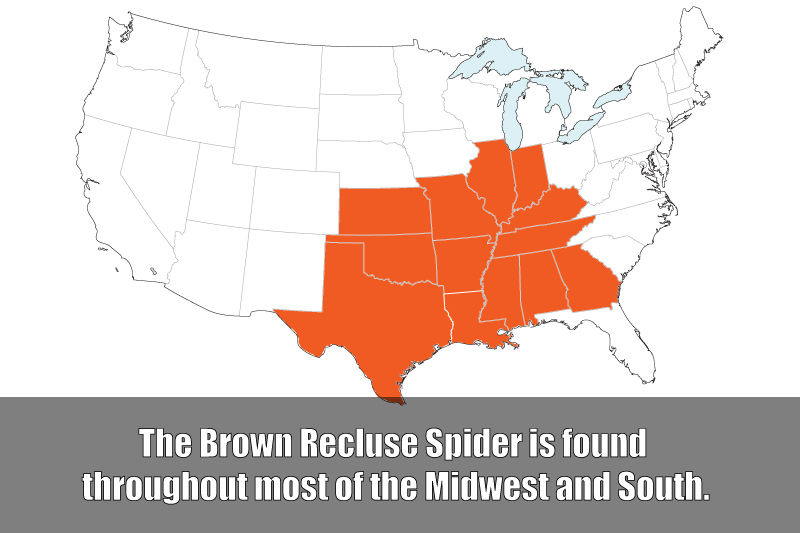 Map of Brown Recluse Spiders