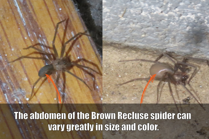 Brown Recluse colors