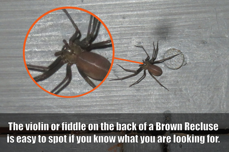 Close up of a Brown Recluse Spider
