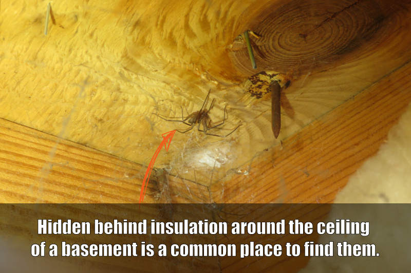 Brown Recluse Spider hidden in basement
