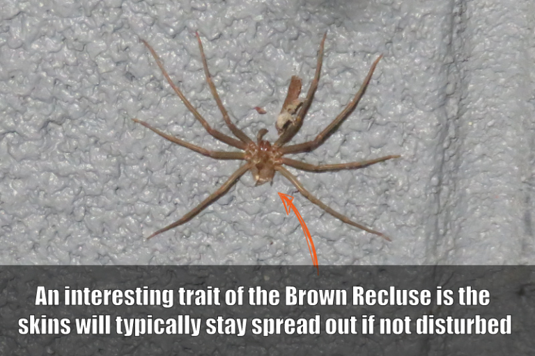 Brown Recluse Spider - Spiders In Kentucky