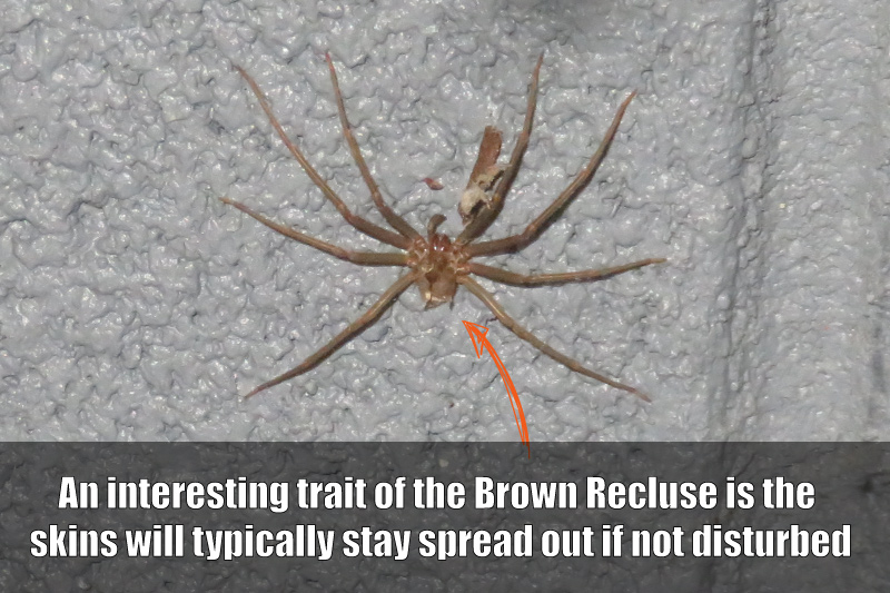 Brown Recluse Spider Skin